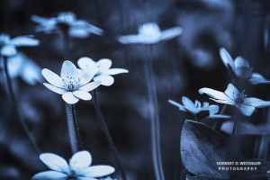 05k fotoart foto fotografie kunst composing bildbearbeitung blumen landschaft tiere portrait stil weithaler norbert